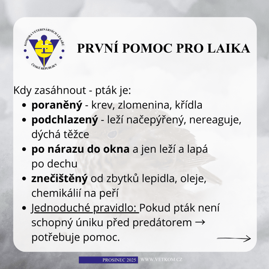 2025-12-08-10. prvni pomoc - poraněný pták.png
